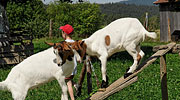 Ferienhäuser auf dem Bauernhof im Bayerwald